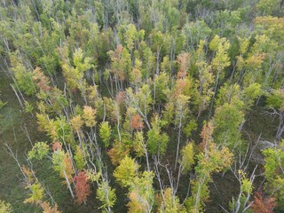 Top view of a sparse forest in early autumn - Vue de dessus d'une forêt éparse au début de...