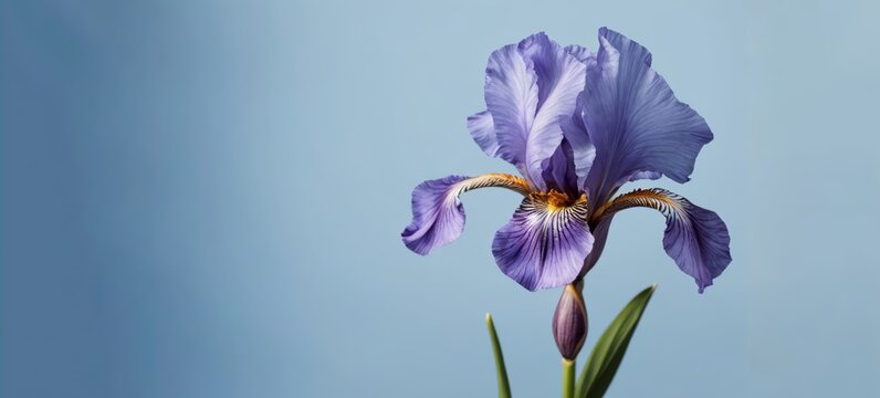 Una flor de iris violeta con hojas largas en el lado derecho de un fondo azul claro aislado