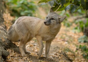 Corsac Fox