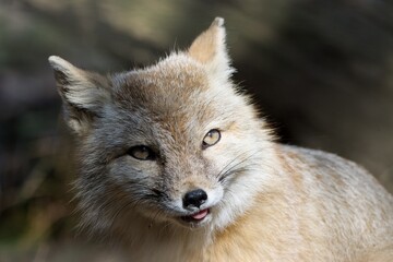 Corsac Fox