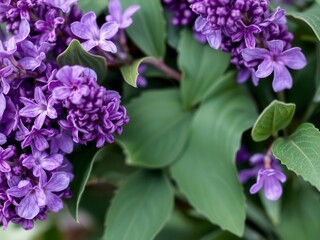 Purple flower petals and leaves in vibrant shades of lilac and lavender with delicate textures and intricate details, purple, lavender, intricate