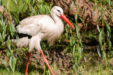 White stork (in german Weißstorch or Klapperstorch) Ciconia ciconia