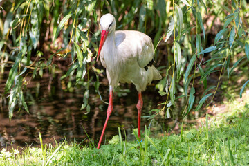 White stork (in german Weißstorch or Klapperstorch) Ciconia ciconia