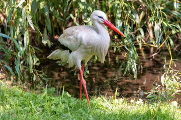 White stork (in german Weißstorch or Klapperstorch) Ciconia ciconia