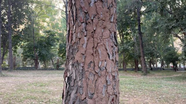 Termites mud tubes on pine tree. Infected pine tree with termite mud colony. Closeup of termite colony and mud on a tree in the forest. 