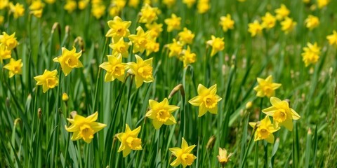 Vibrant yellow daffodil flowers blooming in a lush green field under the bright sun, sunny, field