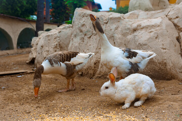 Countryside landscape with geese, rabbits, chickens, turkeys graze in poultry yard. Rural organic nature animals farm. High quality photo
