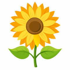 Create a clean vector of a sunflower ,white background