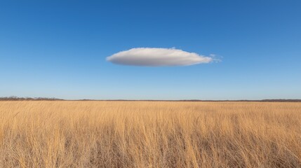 Obraz premium Single cloud over golden field under blue sky.