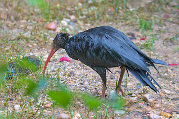 A glossy black ibis searches for food on a wet, pebbled ground. The bird's long red beak stands out against the rainy backdrop. Lush green vegetation frames the scene beautifully.