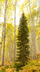 Fototapeta premium Conifer surrounded by Golden aspens