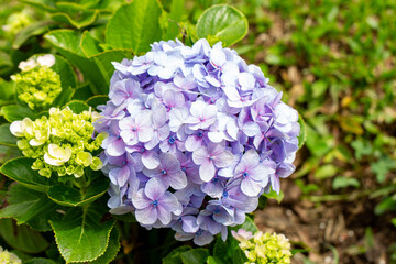 Flor Hortênsia (Hydrangea macrophylla)	