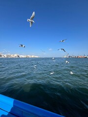 Seagulls Soaring Over the Mediterranean in port said egypt
