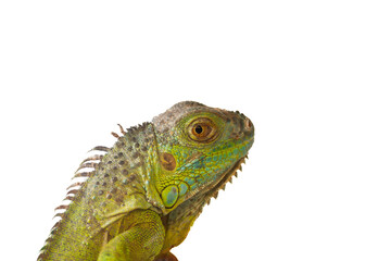 Green iguana standing on tree branch with white background