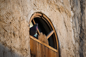 A pigeon perched on the window of an old historical house