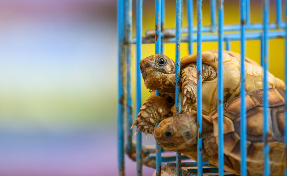 Little turtle trying to get out of his cage