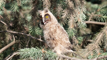 owl on a branch