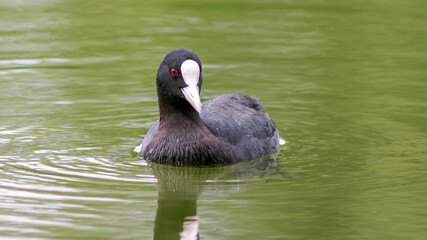 black headed goose