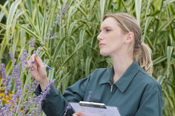 a female worker inspecting lavender