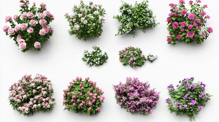 Colorful Collection of Flowering Plants Arranged on White Background