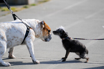 Big dog versus little dog