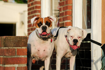 Two bulldogs standing on a porch.