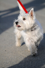 west highland white terrier