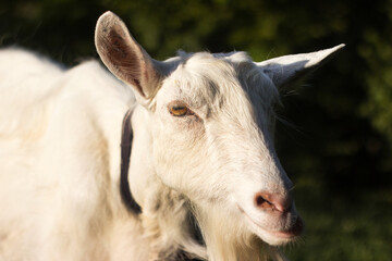 A white goat chewing on grass, close up .