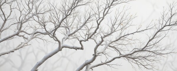 Intricate network of bare branches on a pure white background , delicate, isolated, wood