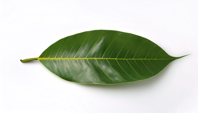 Para rubber plant or sharinga tree Hevea brasiliensis - a member of the genus Hevea with the milky latex extracted from the tree is the primary source of natural rubber. Isolated on white. green leaf