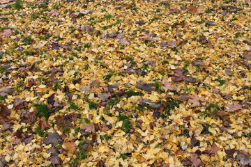 autumn leaves background