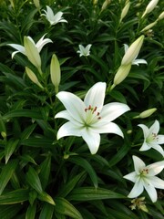 Delicate white lily blossoms against vibrant green foliage, flower,floral background