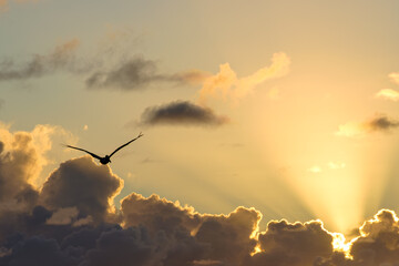 Silhouette of a bird flying above storm clouds toward a stunnning sunset, peaceful, awe-inspiring setting