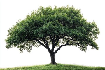 Fototapeta premium Lush green tree on grassy hill, isolated on white background.
