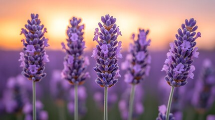 Obraz premium Close-up of five lavender flowers at sunset.