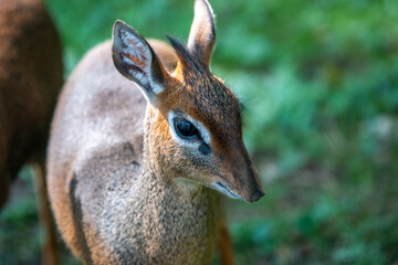 Kirk's dik-dik (in german Kirk-Dikdik also Zwergrüssel) Madoqua kirkii