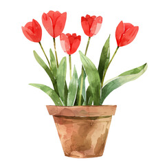 A watercolor vector of bright red tulips in a flower pot, isolated on a white background. Tulips vector.
