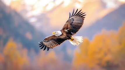 Majestic bald eagle in flight over autumn landscape.