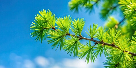 green larch needles on a blue sky background, nature, forest, evergreen trees