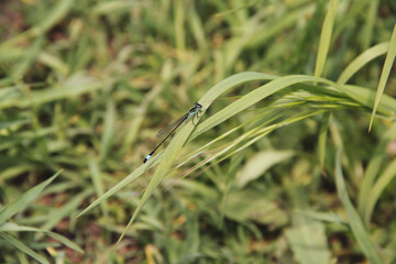 Dragonfly couple mating. A common blue damselfly resting on a blde of grass. insects in the village