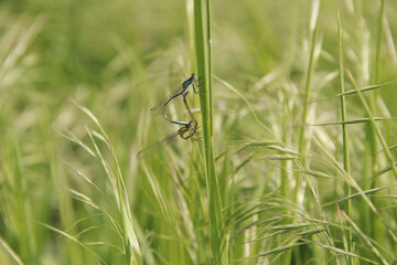 Dragonfly couple mating. A common blue damselfly resting on a blde of grass. insects in the village