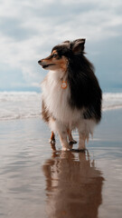 собака на море бегает веселится