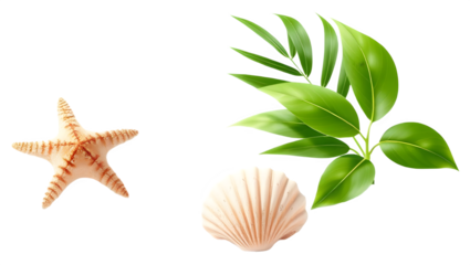 Seashells and leaves arranged on a black background. isolated on transparent white background