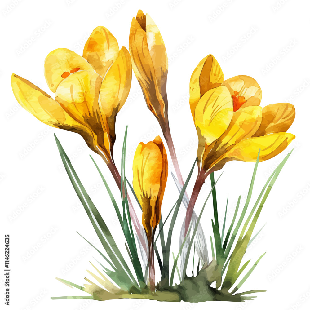 Sticker A watercolor vector of bright yellow crocus flowers in the sun, isolated on a white background. Crocus vector.
