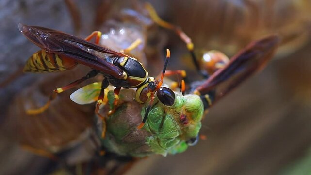 Close-up footage of an insect of the cicadidae species being devoured by a group of wasps. FHD