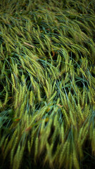 field, ears of corn, thunderstorm, village, trees, wind