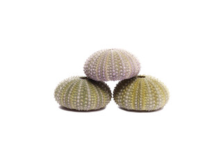 Sea Urchin Shells  on white background