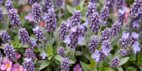Fototapeta premium Purple flower petals and delicate leaves with vibrant hues of violet and lavender, foliage, plant, nature
