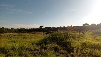 Landscape of the Brazilian Cerrado