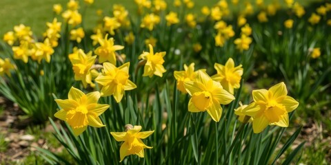 Fototapeta premium Vibrant daffodil flowers blooming in a sunlit field, seasonal, outdoors, daffodils